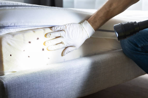 Best Termite Control Services  in Solon, OH