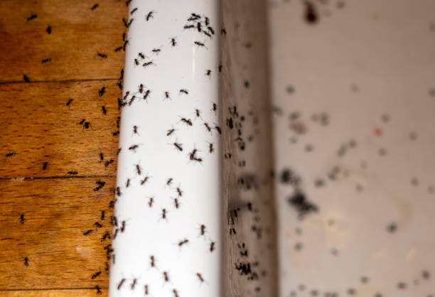 Best Flea Control Services  in Solon, OH